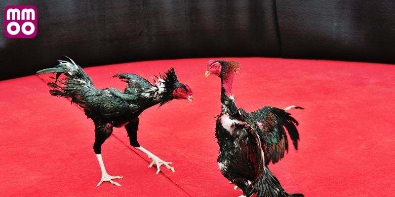 Mãn nhãn với hàng trăm trận đấu chọi gà mỗi ngày